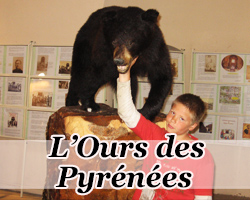 classe de découverte - ours et faune des pyrénées 